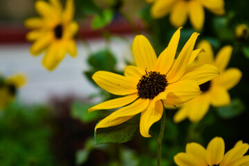 Shine with the Sunlight 