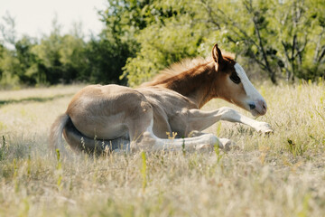 Foal in spring Texas field shows young horse relaxing.
