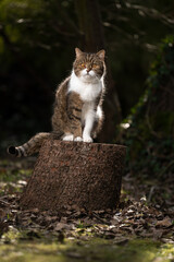tabby white british shorthair cat sitting on tree stump outdoors in the forest looking