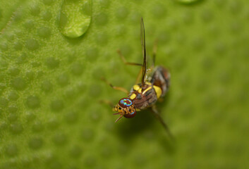 Wasp on the green leaf