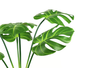 Artificial monstera leaves isolated on white background