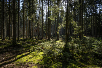 Fichtenwald in der Eifel