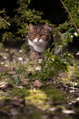 Naklejka na ściany i meble tabby white british shorthair cat walking through lush foliage outdoors in nature