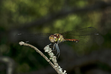 Dragonflies Macro photography in the countryside of Sardinia Italy, Particular, Details