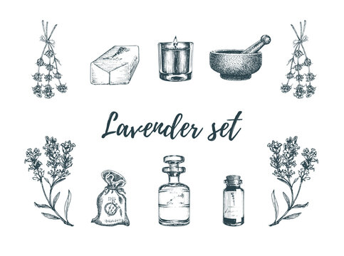 Lavender sketches set. Drawn images in vector.