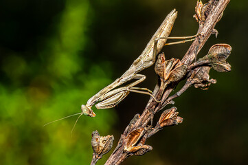Praying Mantis Macro Photograph in Sardinia, Details