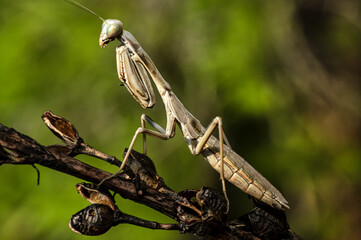 Praying Mantis Macro Photograph in Sardinia, Details