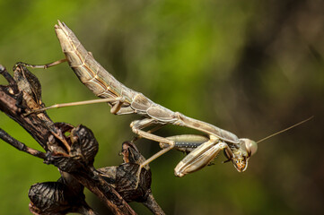Praying Mantis Macro Photograph in Sardinia, Details