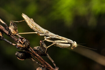 Praying Mantis Macro Photograph in Sardinia, Details