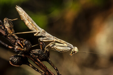 Praying Mantis Macro Photograph in Sardinia, Details