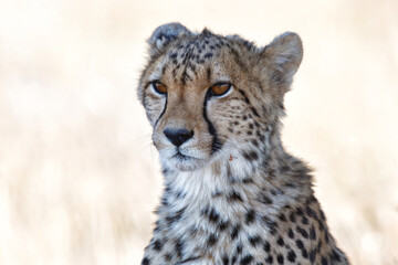 Obraz na płótnie Canvas Portrait of a cheetah in a Game Reserve in the Karoo in South Africa
