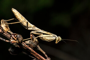 Praying Mantis Macro Photograph in Sardinia, Details