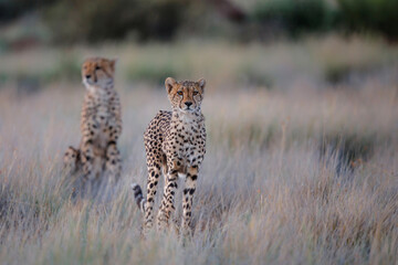 Cheetah on the hunt in the late afternoon in a Game Reserve in the Karoo in South Africa