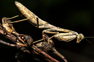 Praying Mantis Macro Photograph in Sardinia, Details