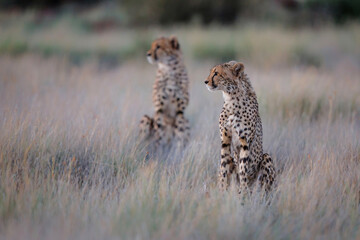 Cheetah on the hunt in the late afternoon in a Game Reserve in the Karoo in South Africa