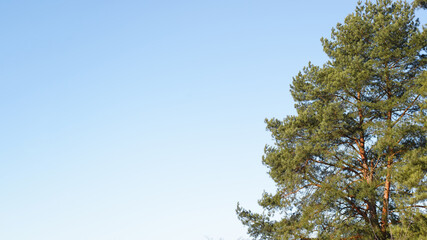 Part of pine tree on sunny day against light blue sky, copy space.