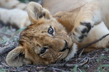 Lion cub resting in the bush of Sabi Sands Game Reserve in South Africa