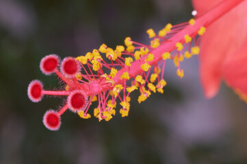 In spring, a joyful and colorful new life is awakened