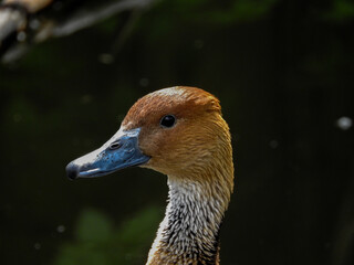 Portrait Canard