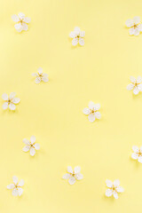 Naklejka na ściany i meble Floral pattern of white spring or summer flowers on yellow background. Copy space for your text. Flat lay style. Top view. Floral background. Pattern of flower buds.