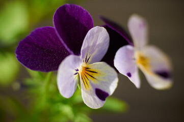 In spring, a joyful and colorful new life is awakened