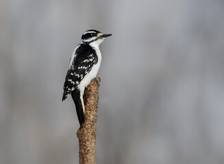 Female Hairy Woodpecker Closeup Portrait  in Winter on Gray Background