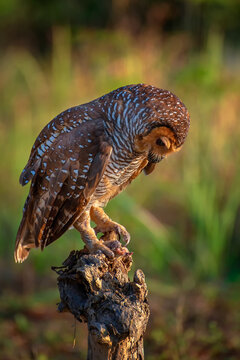 Spotted wood owl, eat its prey under a sunset