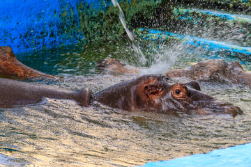Common hippopotamus (Hippopotamus amphibius) or hippo in water