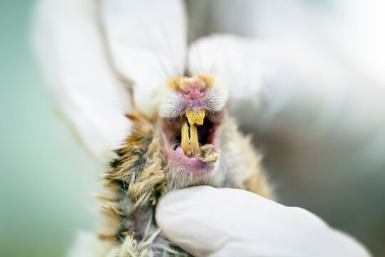 Sick Rodent Teeth Or Fangs Being Treated At A Veterinary Clinic, Hamster Undergoing Dental Treatment