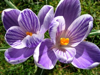 purple crocus flowers