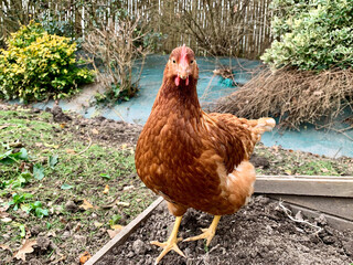 Poule rousse dans un jardin dans le morbihan en bretagne 