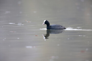 Foulque macroule Fulica atra nageant sur un étang