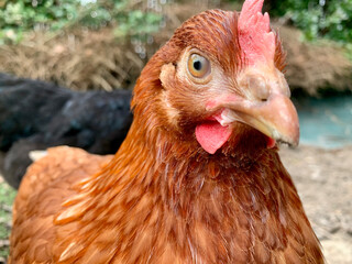 Gros plan sur la tête d'une poule rousse dans un jardin dans le Morbihan en Bretagne 