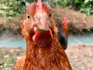 Gros plan sur la tête d'une poule rousse dans un jardin dans le Morbihan en Bretagne 
