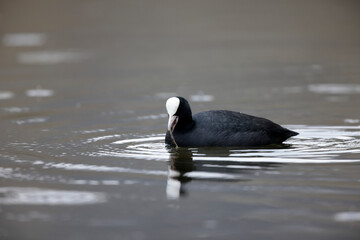 Foulque macroule Fulica atra nageant sur un étang