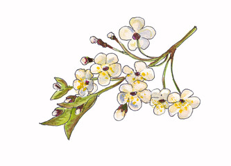 Isolated watercolor drawing of cherry blossom branch with leaves on white background 