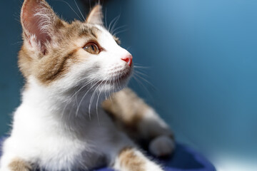 portrait of a white cat in profile looking up to the right
