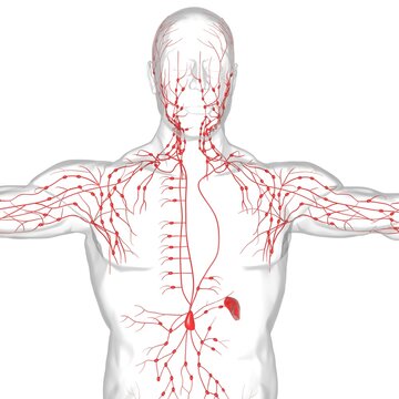 Human Lymph Nodes Anatomy For Medical Concept 3D Rendering