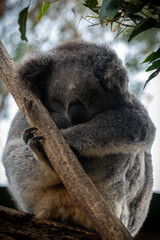 koala bear sleeping