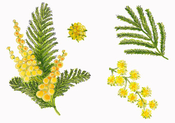 Isolated watercolor drawing of blooming mimosa and mimosa leaves on white background