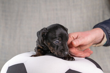 Jack Russell Terrier puppy lies on a soft white and black toy ball. half body In brindle color. A...