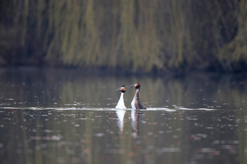 Grèbe huppé Podiceps cristatus sur un étang © denis