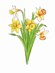 Isolated watercolor drawing of a bouquet of yellow and white daffodils on a white background