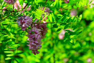 Pink blooming Robinia hispida, known as the bristly locust, rose-acacia, or moss locust