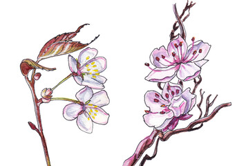 Isolated watercolor drawing of sakura blossom branch with leaves on white background