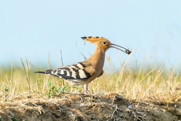 Hoopoe, Common Hoopoe (Upupa epops) Eurasian Hoopoe © allexxandarx