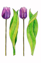 Isolated watercolor drawing of two purple tulips on a white background