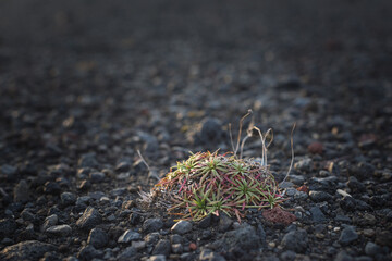 plant in the ground