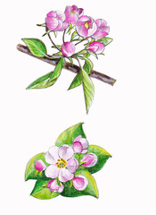 Isolated watercolor drawing of blooming apple tree branch and apple tree flower on white background