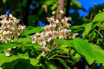 Beautiful white flowers of a catalpa tree